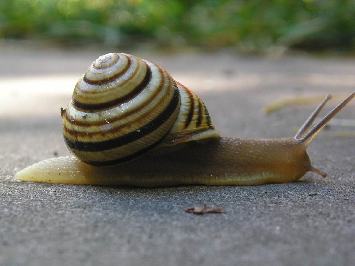 Улитка Рамшорн.