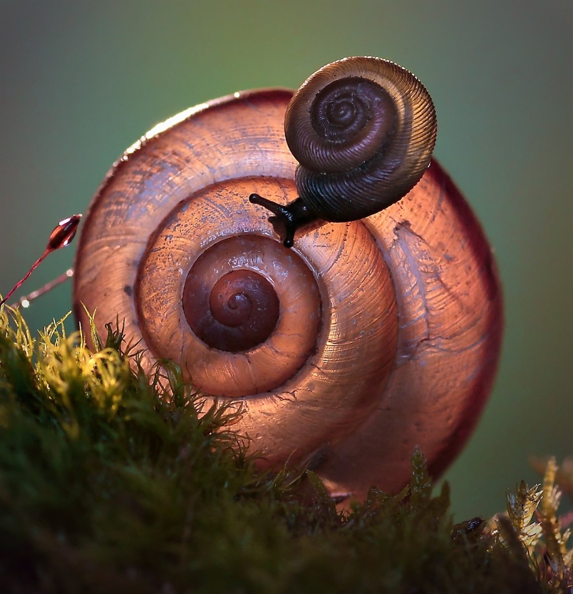 Митрофиллум улитка