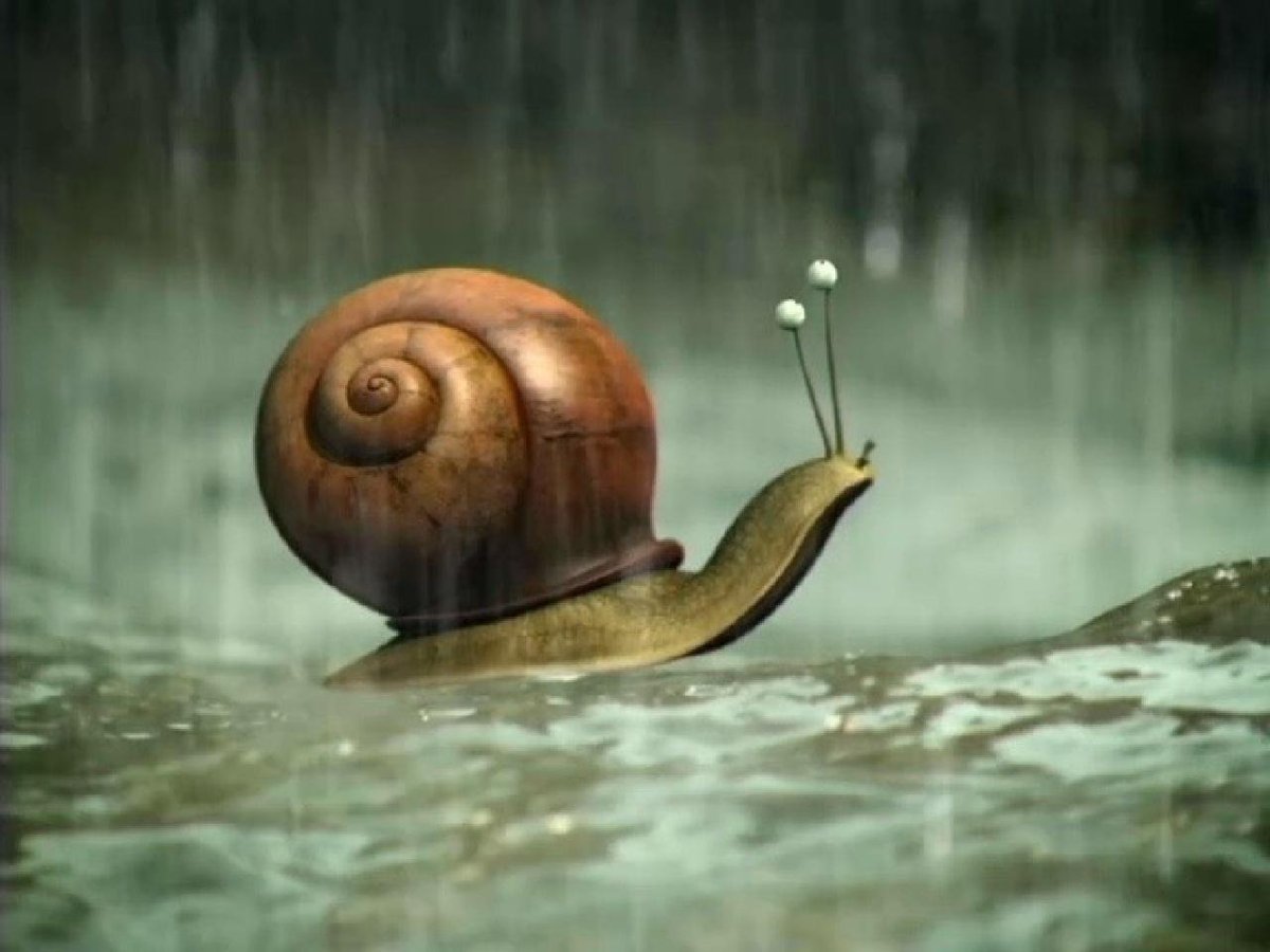 Мультсериал букашки улитка