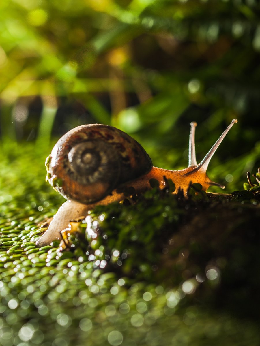 Улитка с боку