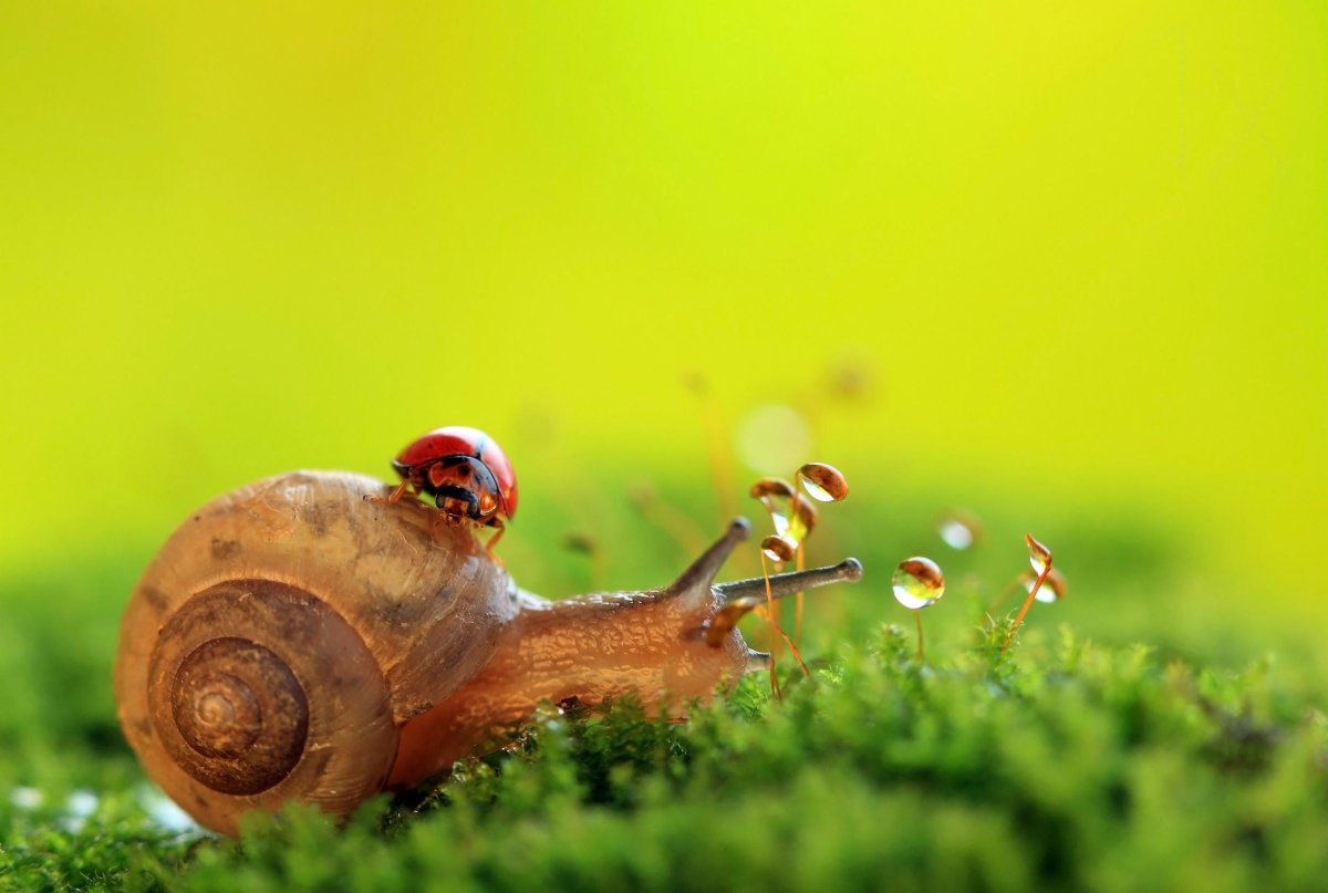 Ржачные улитки