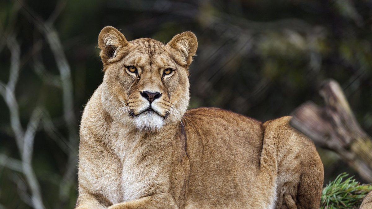 Лев животное