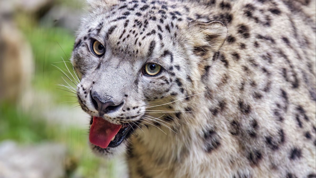 Снежный Барс