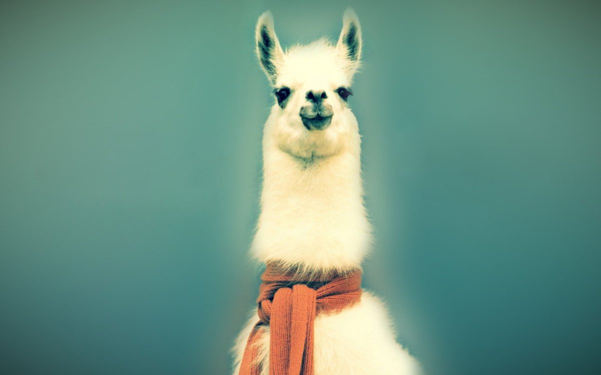 Лама животное