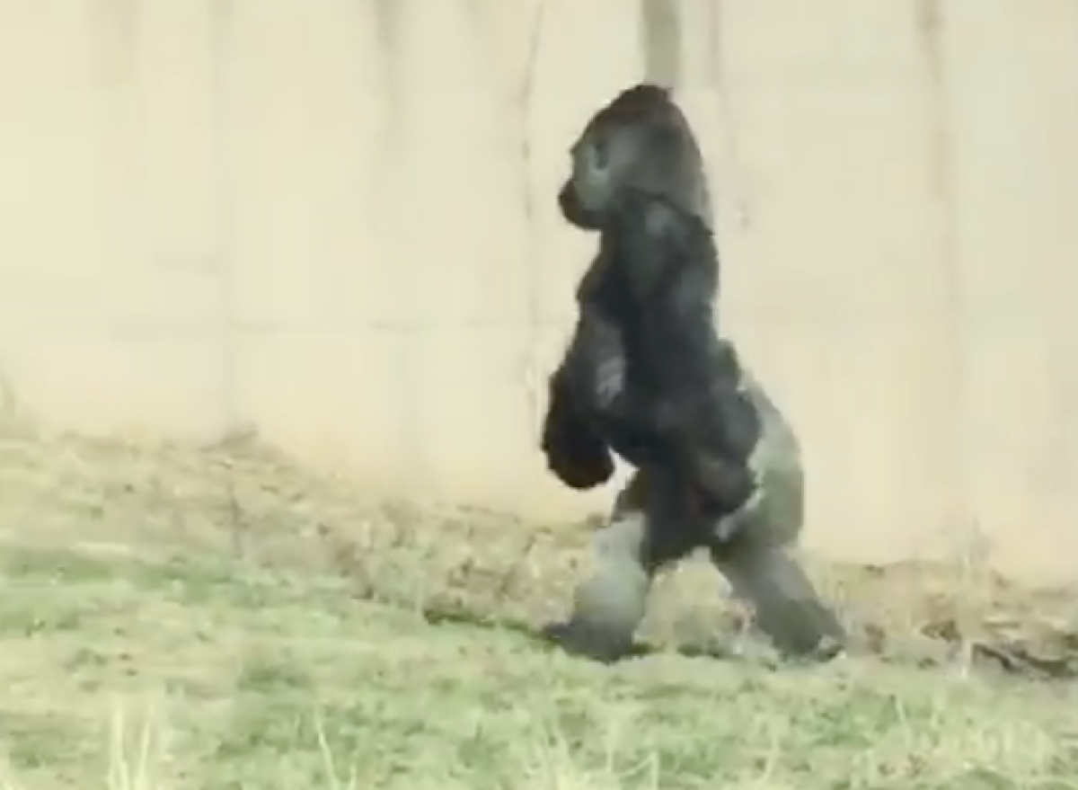 Горилла на двух ногах