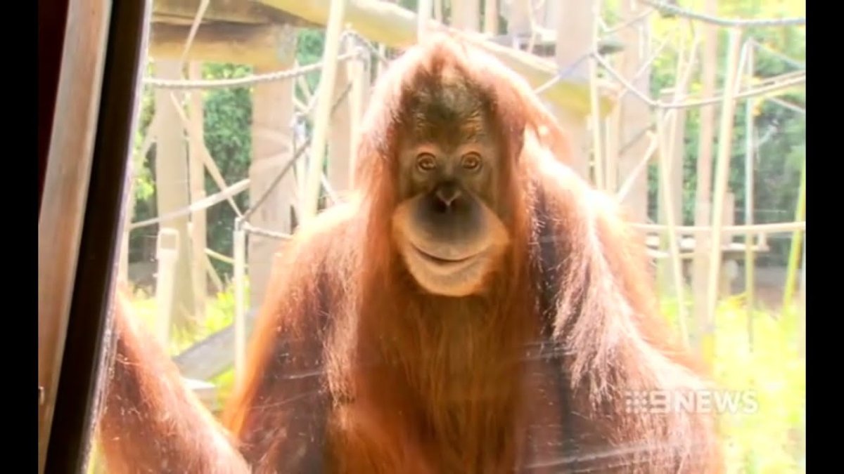 Обезьяна за стеклом