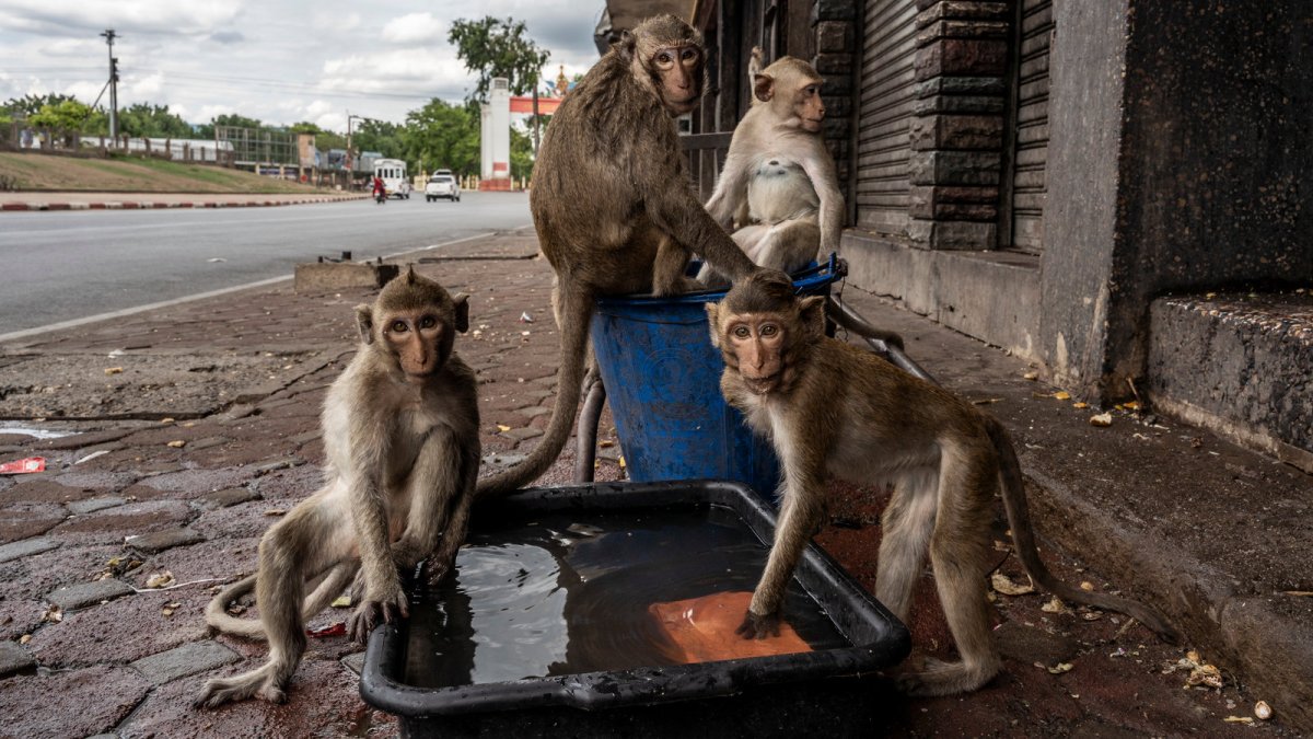 Город обезьян