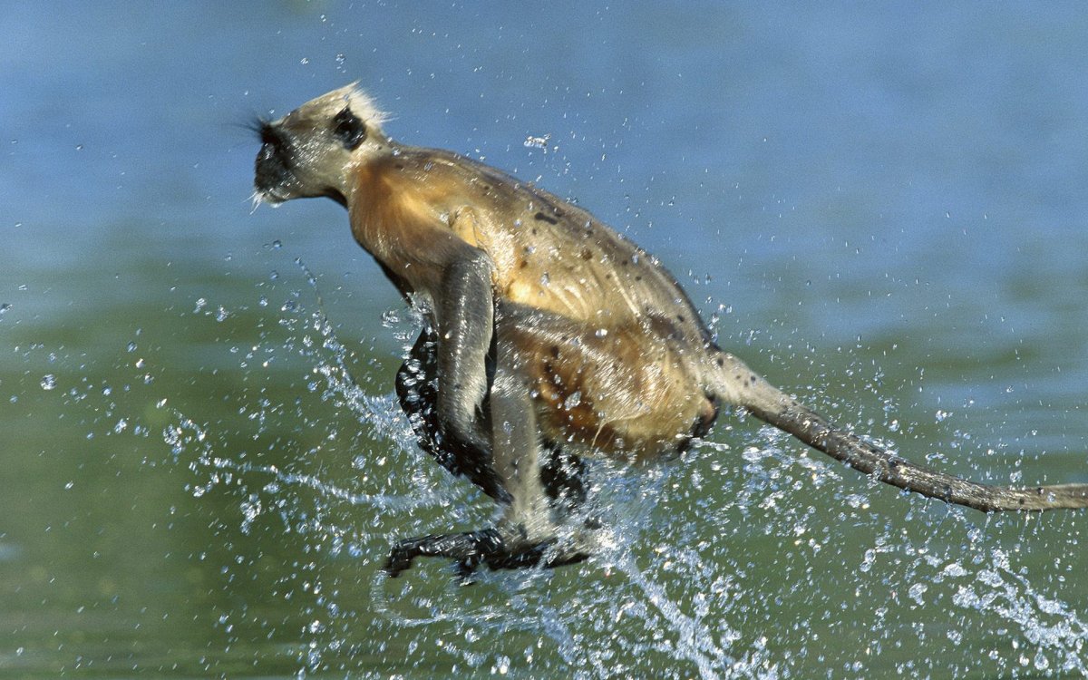 Мокрая обезьяна