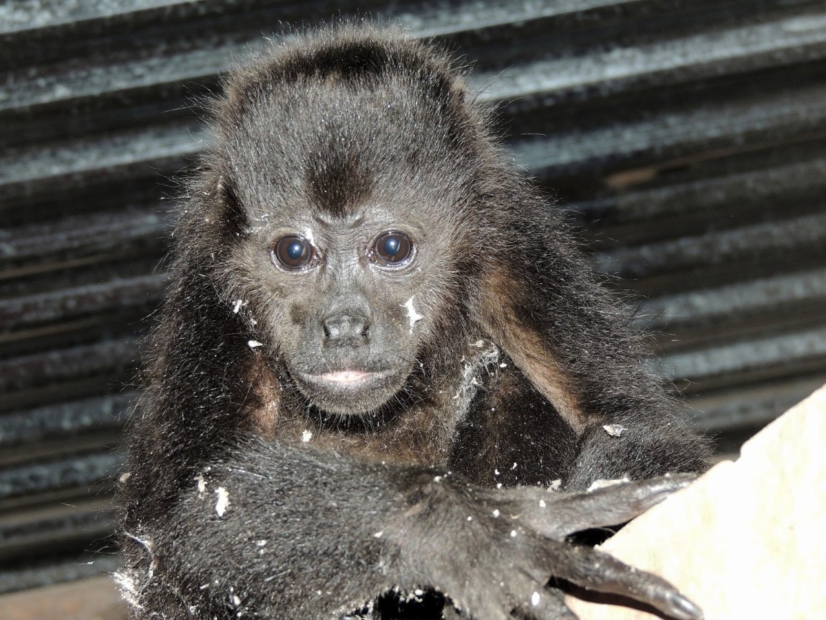 Обезьянка грязные пяточки