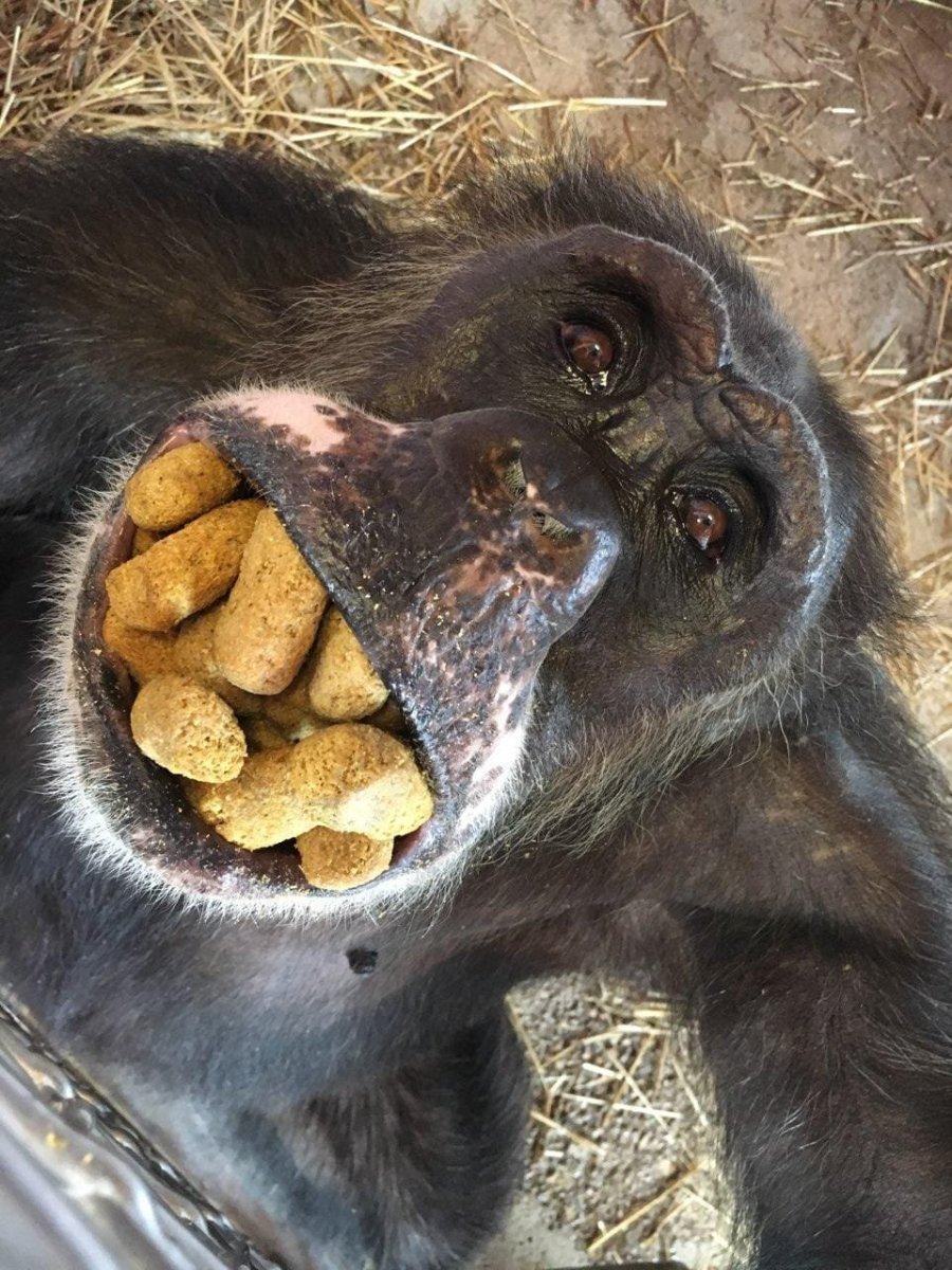 Обезьянка с апельсином