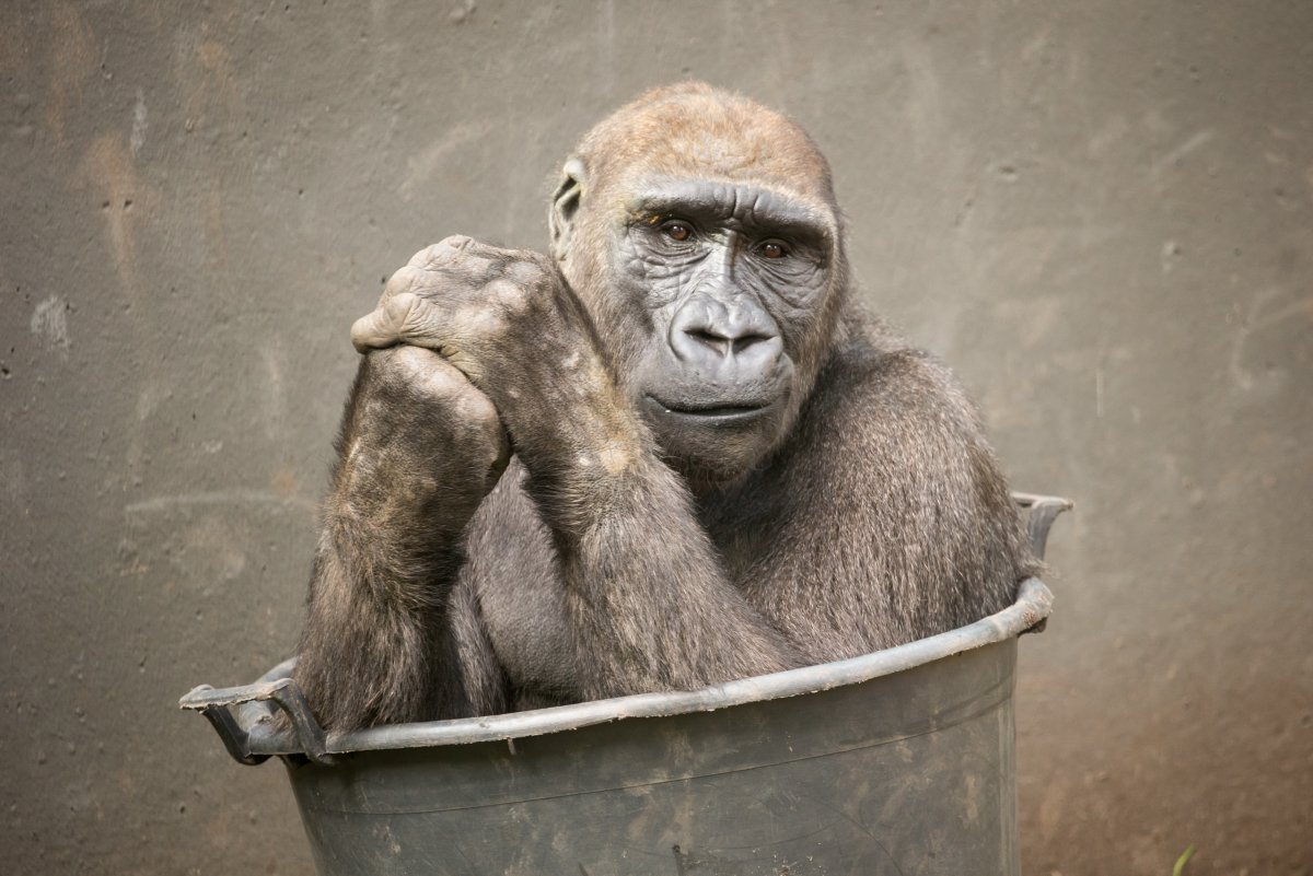 Обои на рабочий стол обезьяна