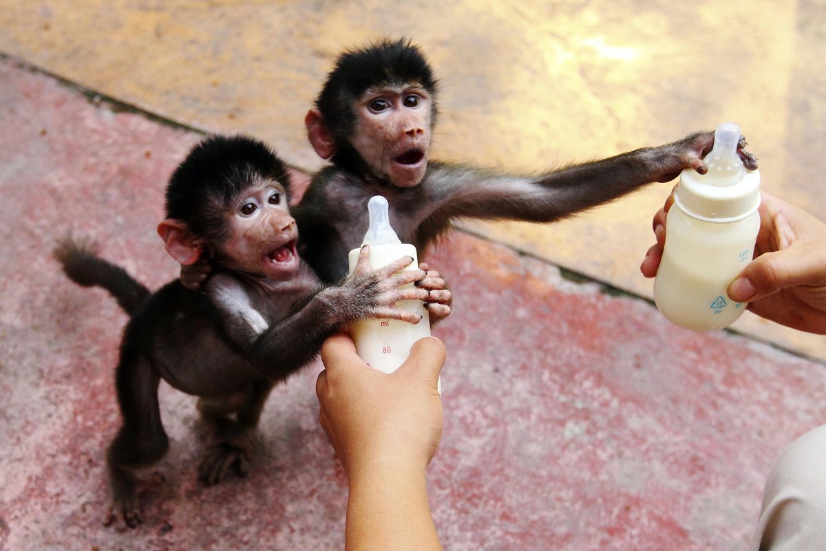 Смешные маленькие обезьянки