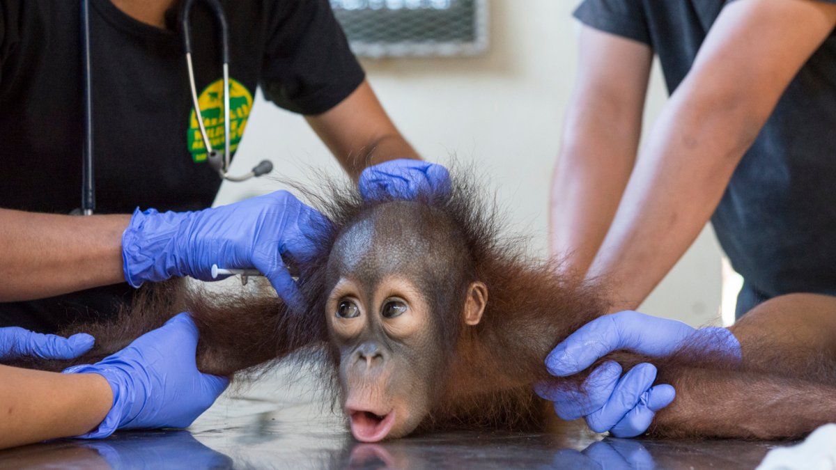 Стрижка под мартышку