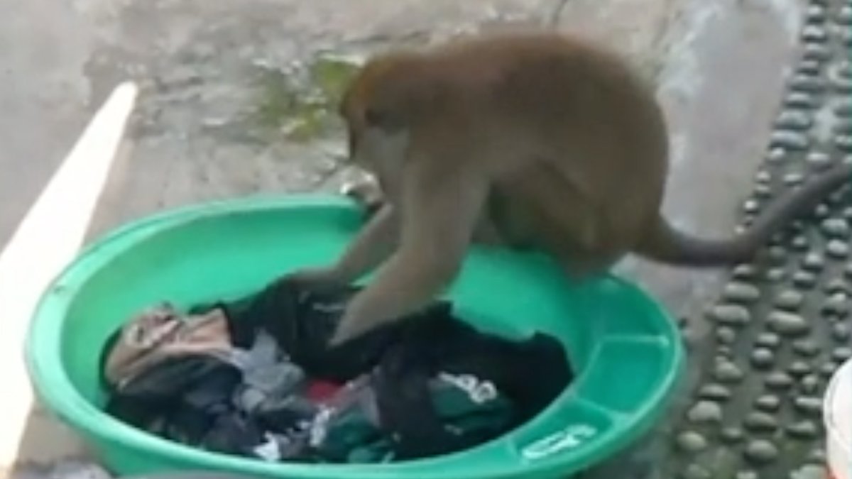 Обезьяна моется в тазике