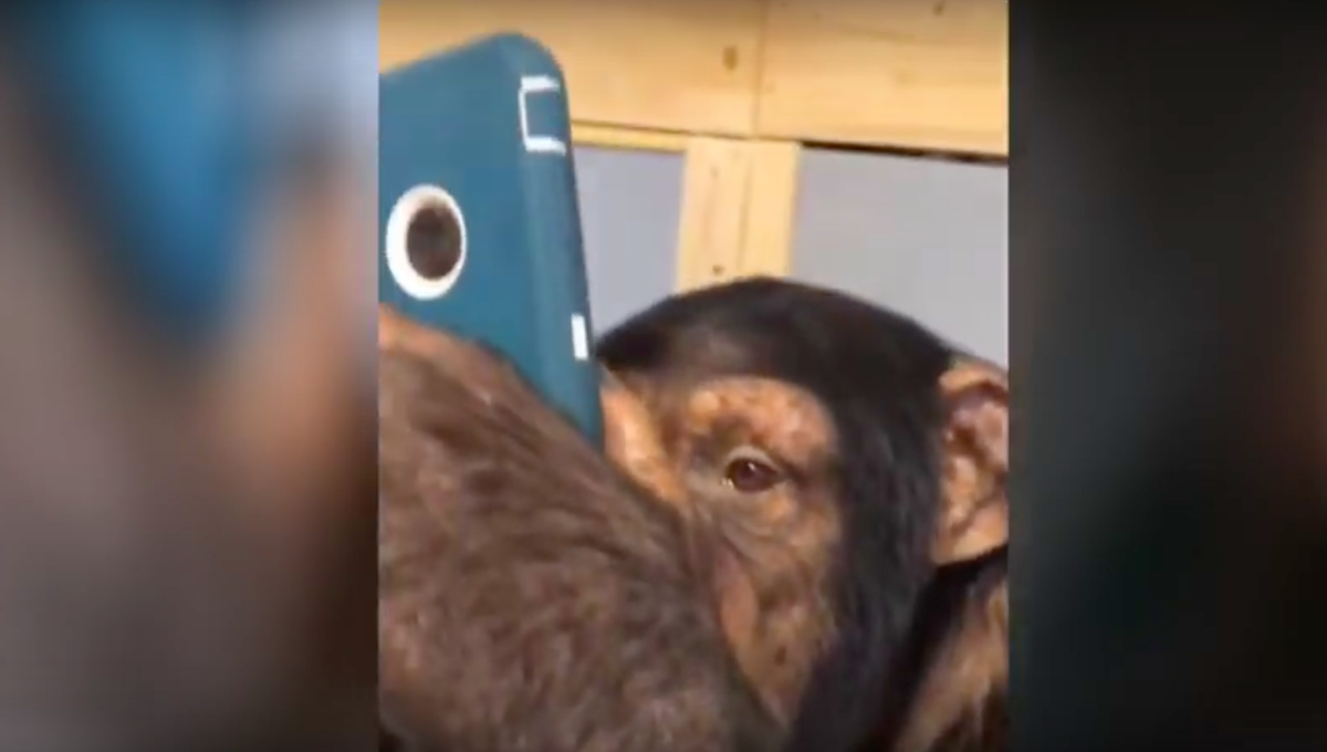 Селфи обезьяны