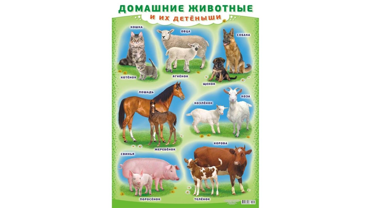 Плакат с домашними животными для детей