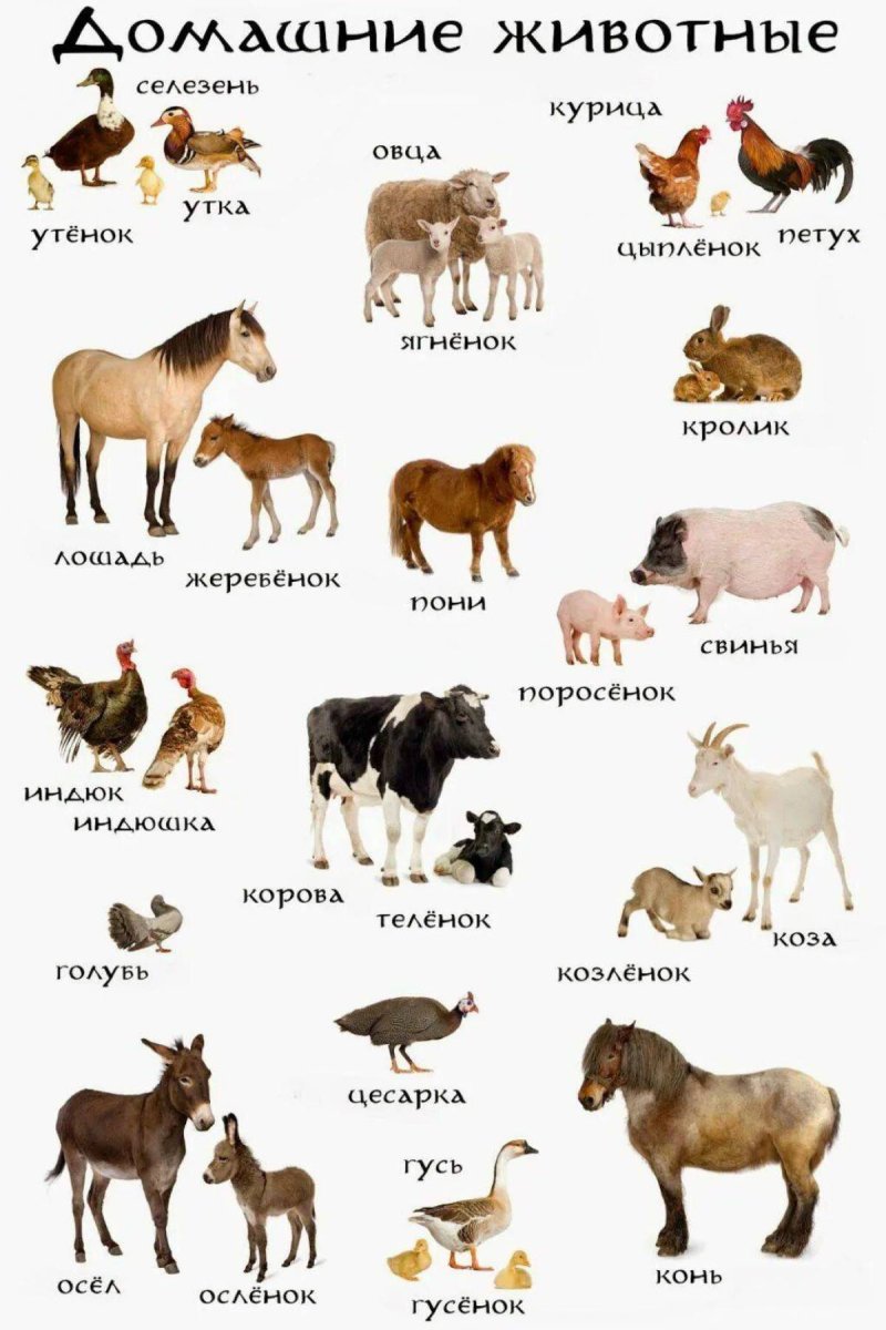 Домашние животные картинки