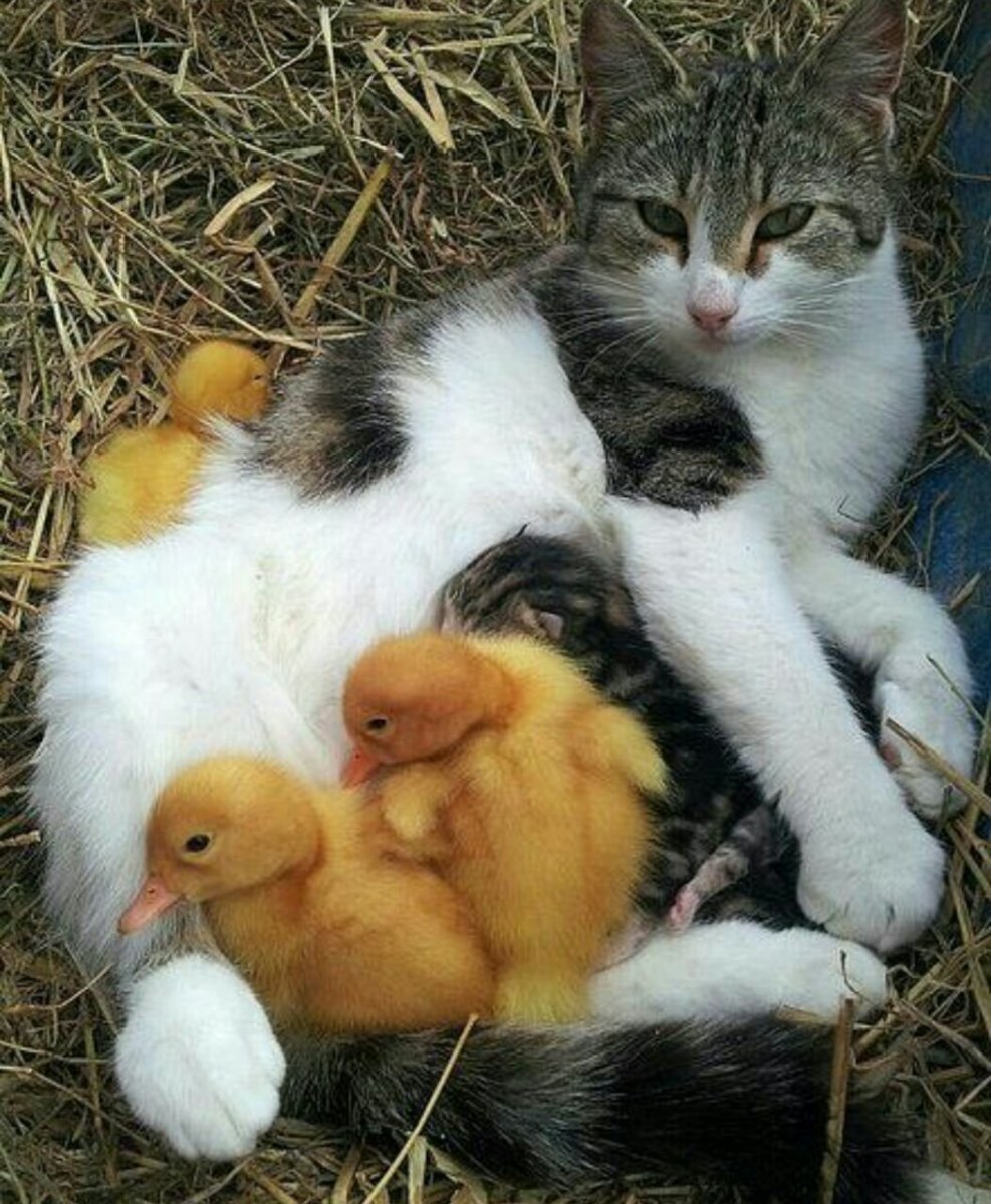 Котенок и утенок