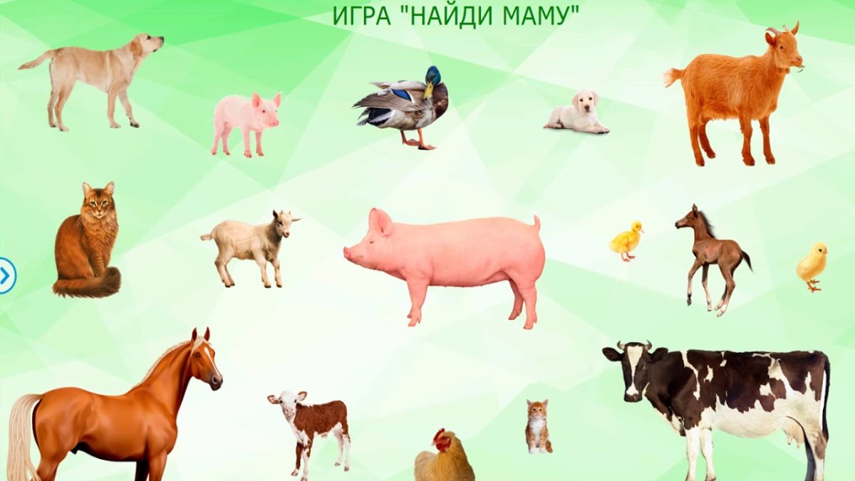 Изображения домашних животных для детей