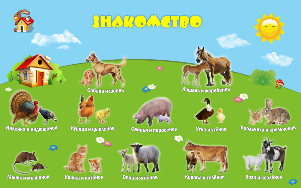 Домашние животные для детей