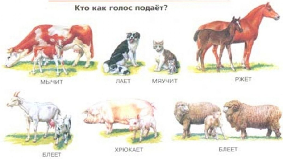 Домашних животных для детей