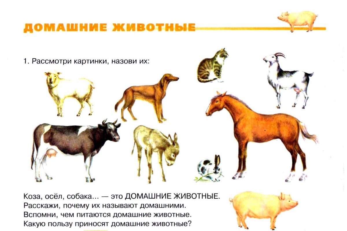 Занятие для детей домашние животные