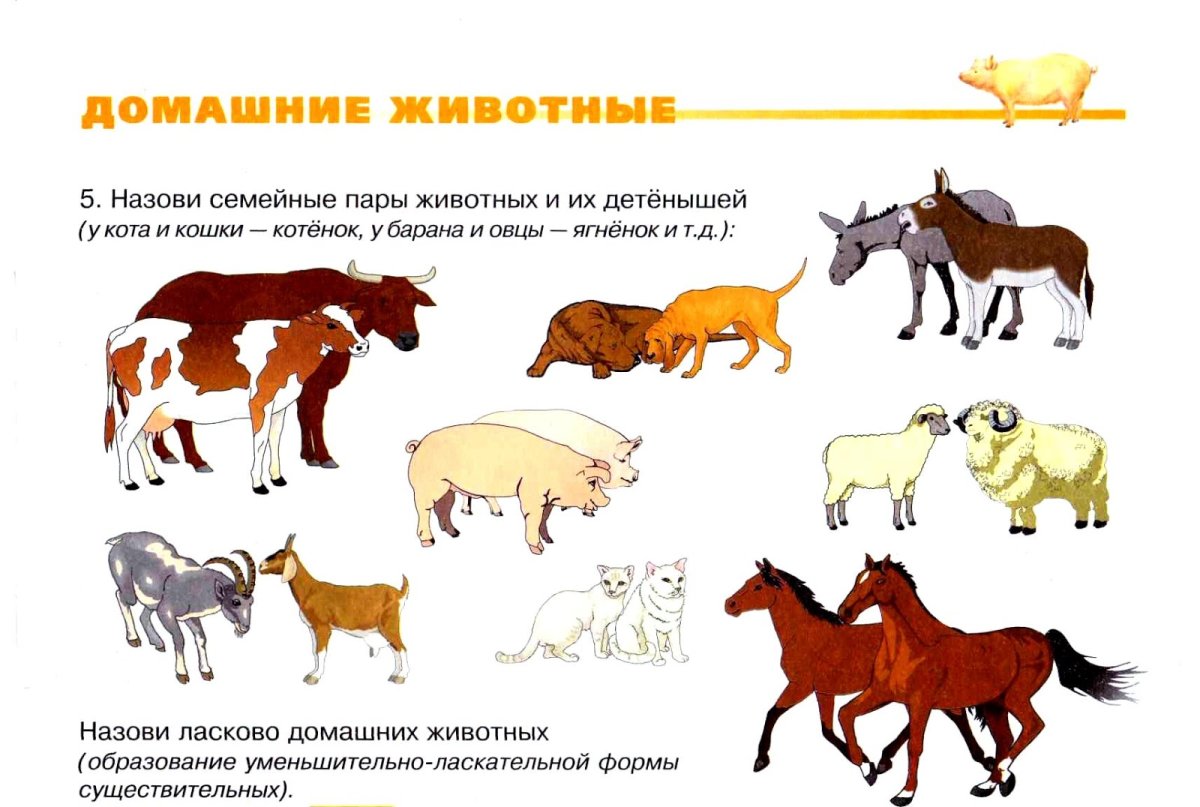 Домашних животных и их детенышей