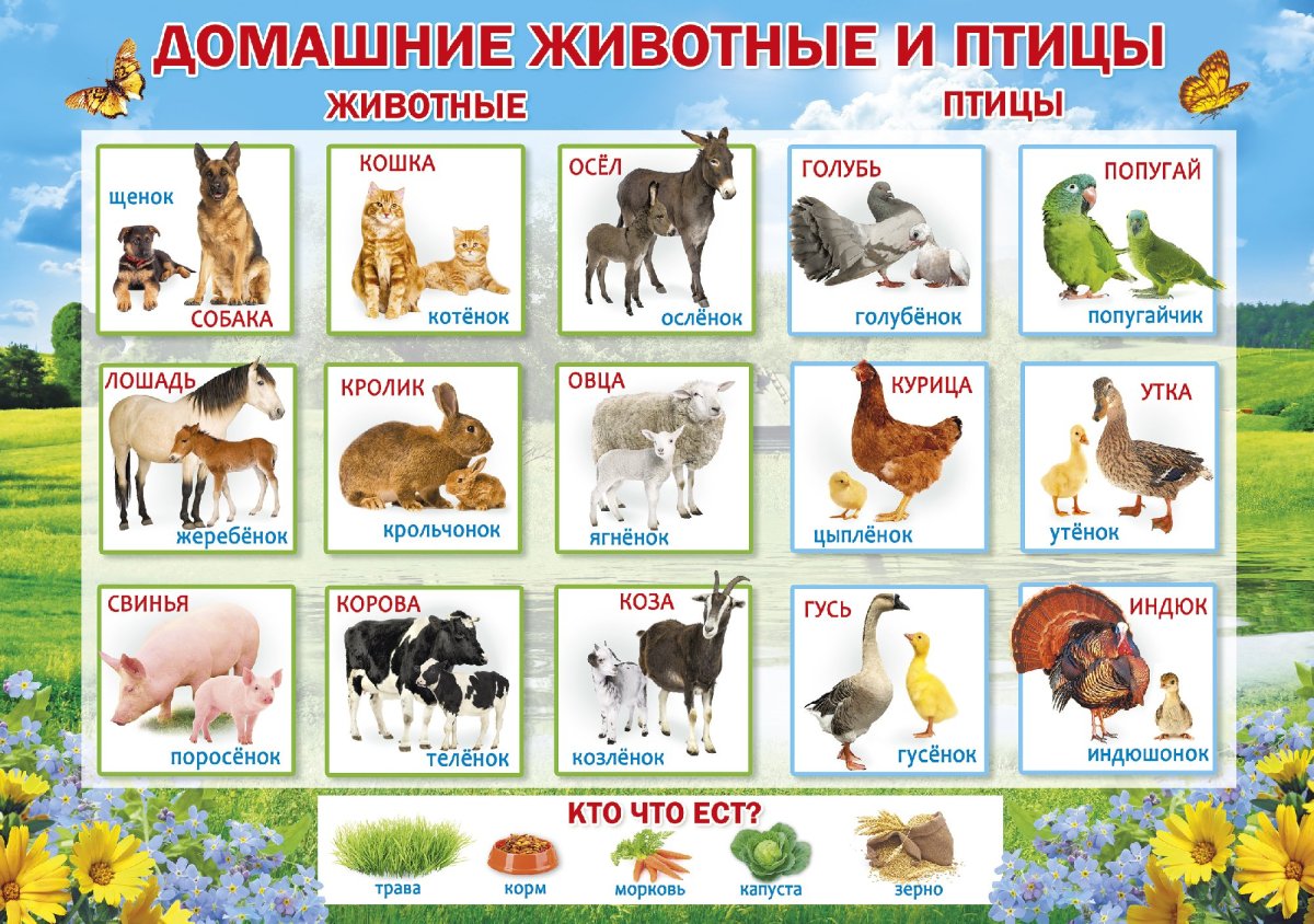 Домашние животные и птицы