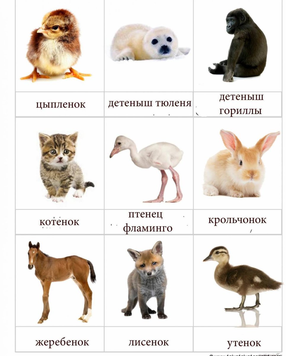 Дети животных названия
