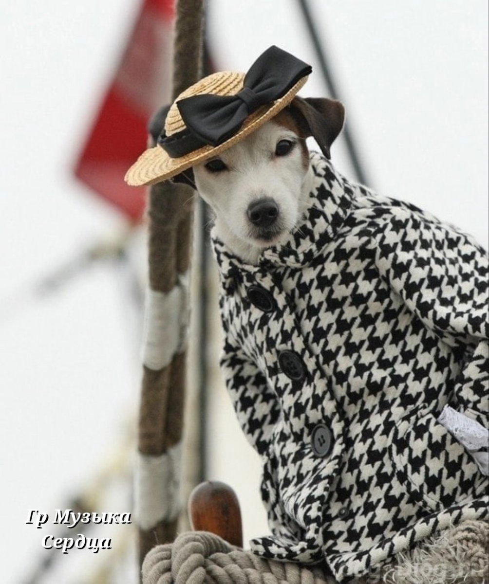 Пес в пальто