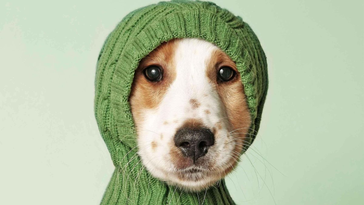 Шапочки для собак вязаные