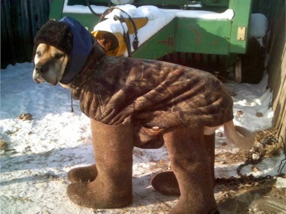 Холод собачий