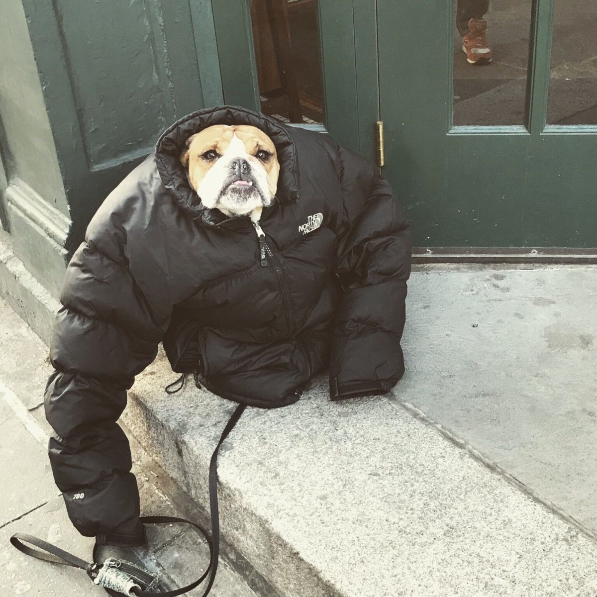 Пес в куртке стон Айленд