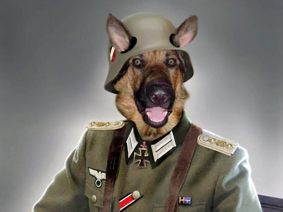 Собака в фуражке