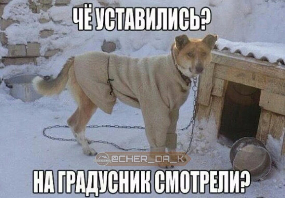 Собака в тулупе