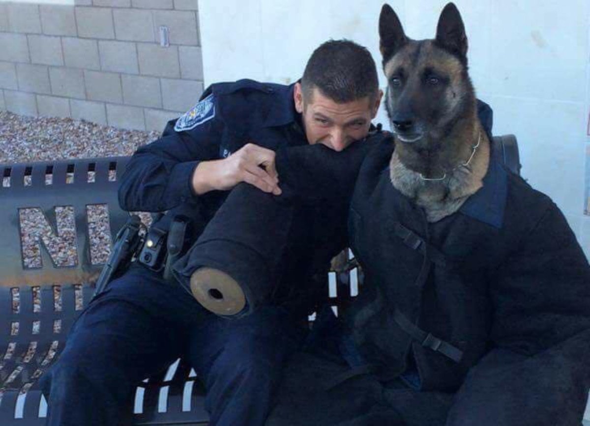 Собака мент