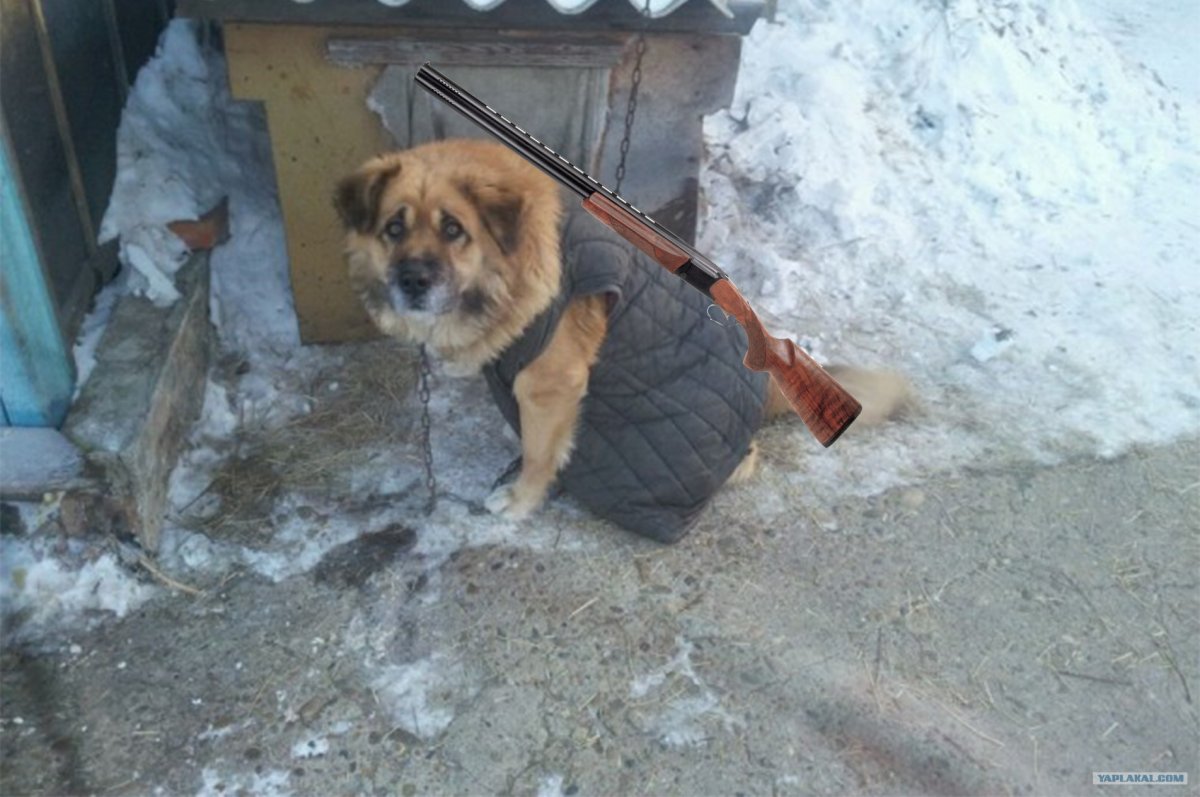 Деревенские собаки