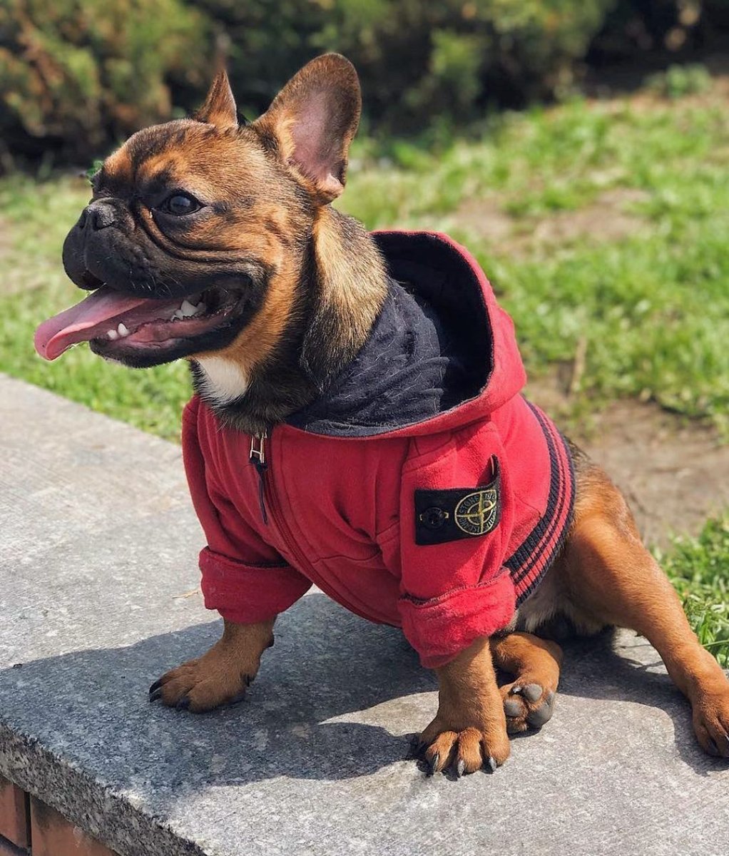 Одежда для собаки стон Айленд