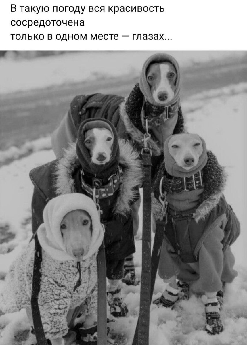 Тепло одетые собаки