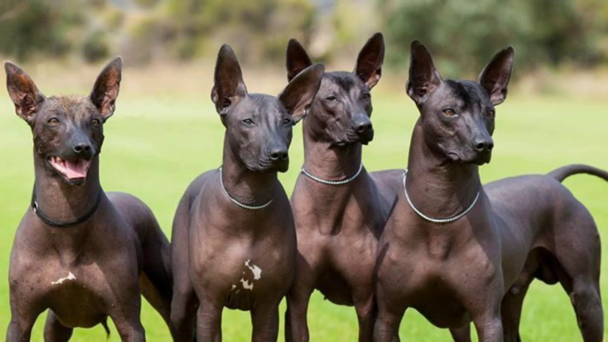 Ксолоитцкуинтли порода