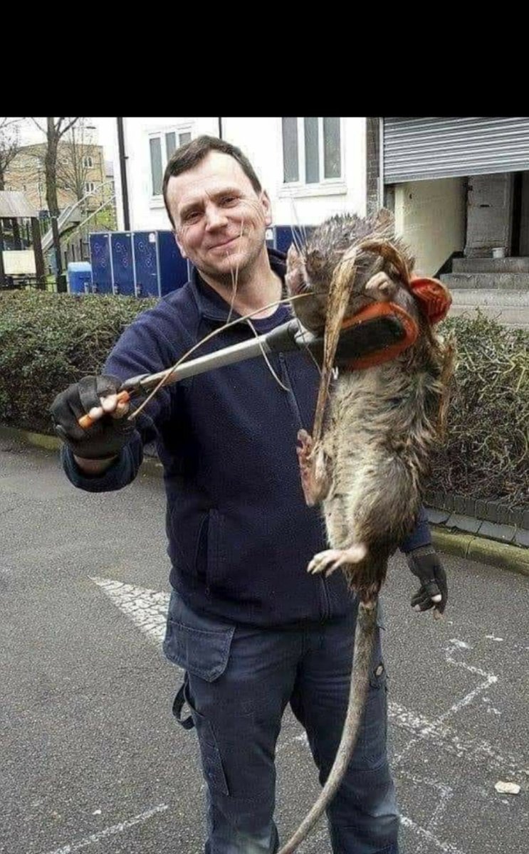 Самые большие крысы мутанты