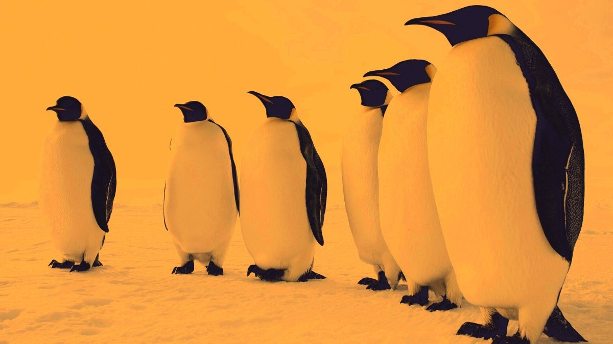 Пингвины обои