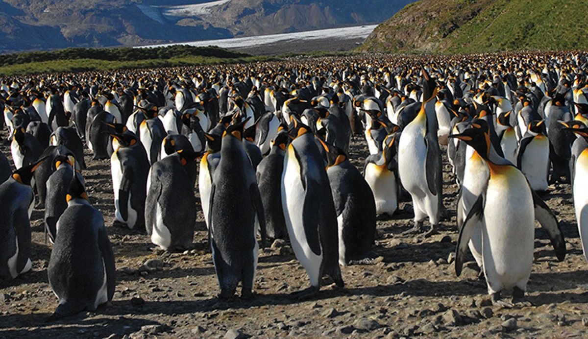 Королевские пингвины в Австралии