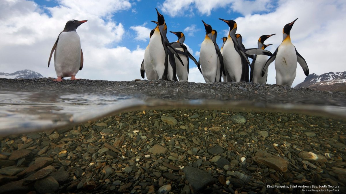 Король пингвинов