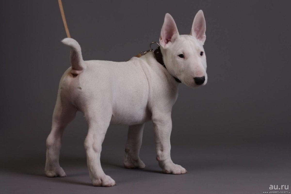 Bull Terrier Miniature терьеры