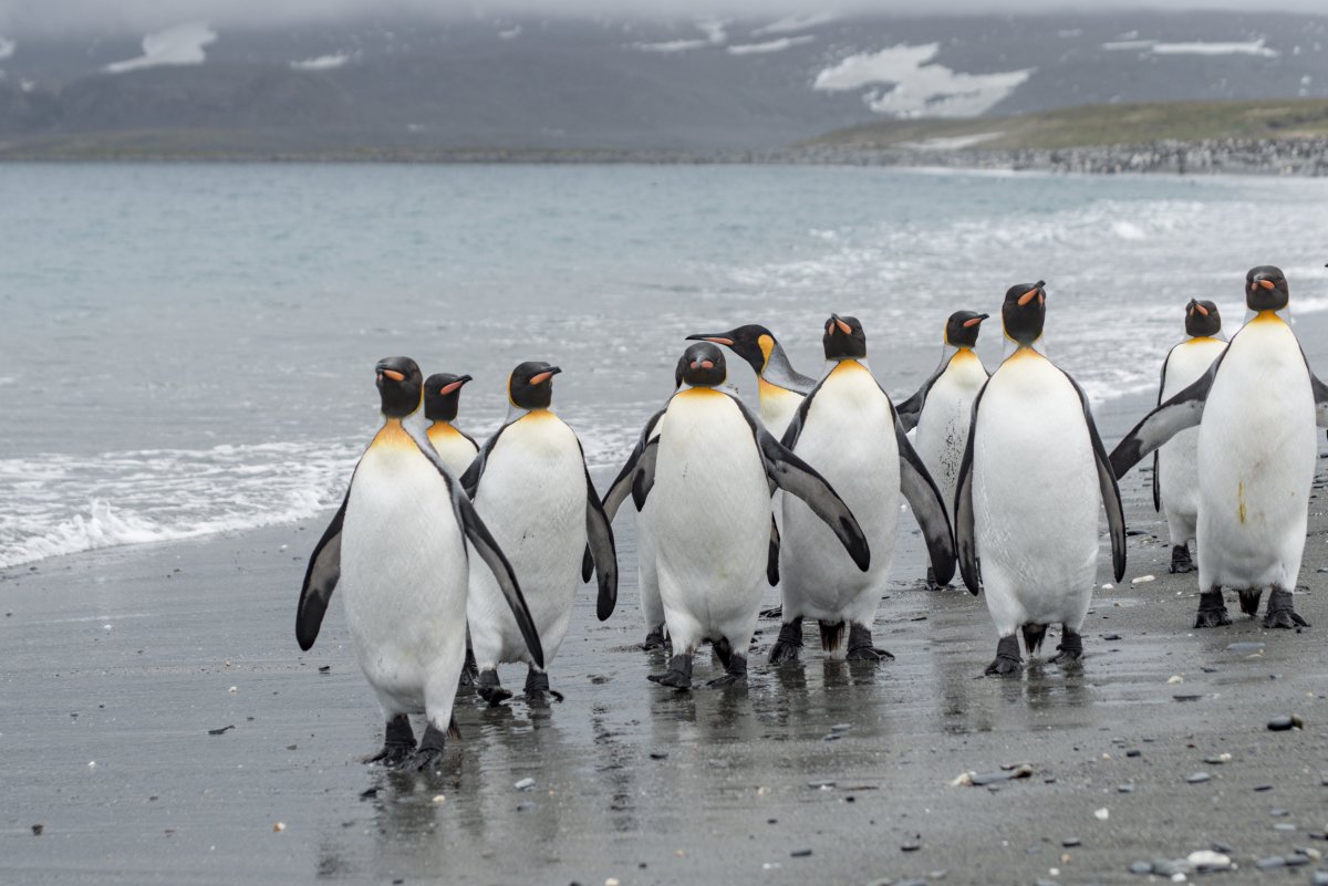 Пингвины в природе