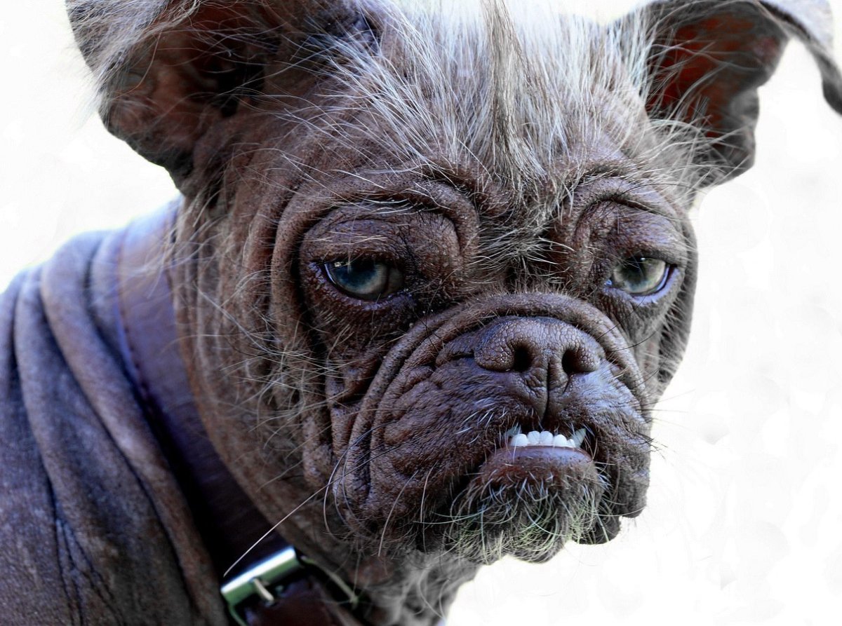 Мопс китайская хохлатая порода