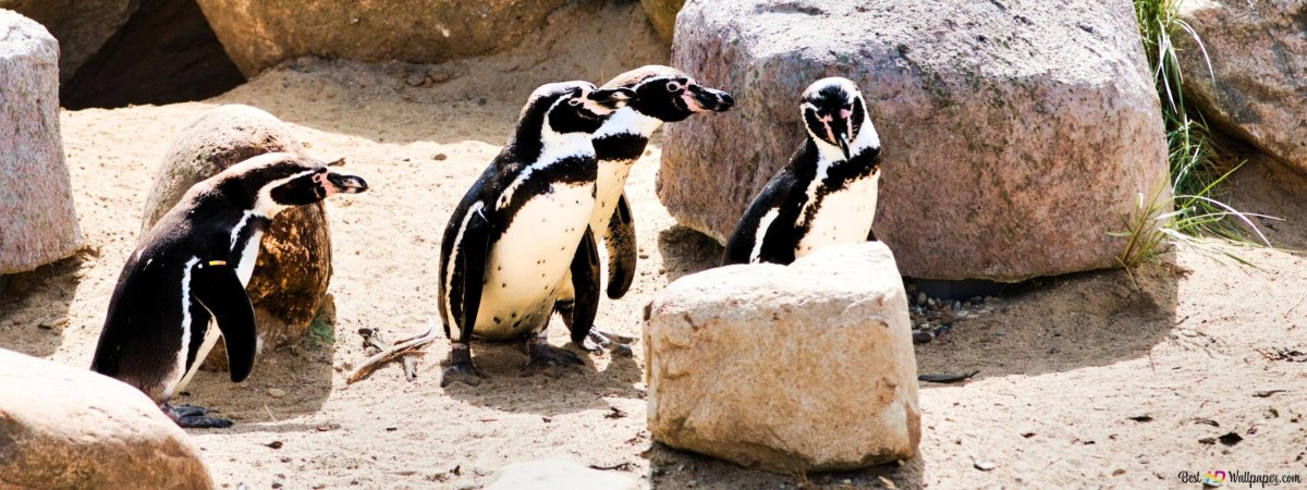 Пингвин финик