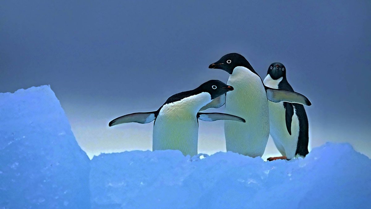 Конкурс Пингвин