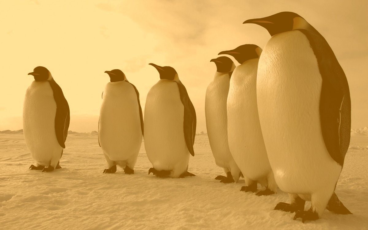 1920 1080 Обои Пингвин